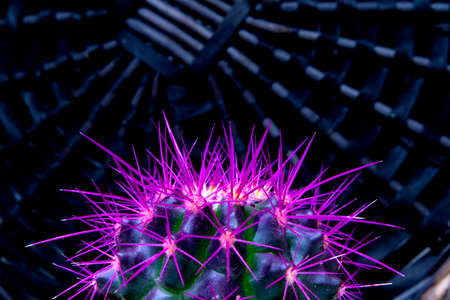 Top of living succulent green cactus with fluffy violet needles against dark wicker coverの写真素材