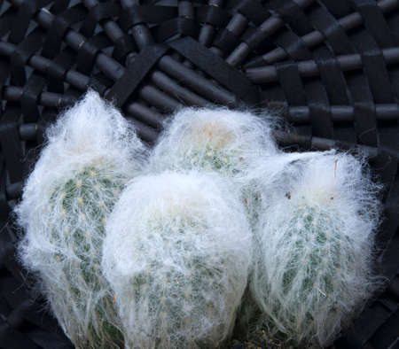 Four young snow cacti growing in a pot against wicker coverの写真素材