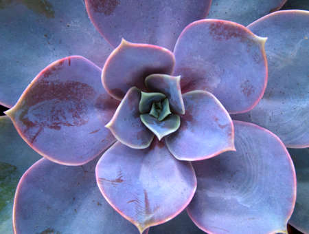 Beautiful violet cactus with succulent spiky leaves named "Stone rose", top viewの写真素材