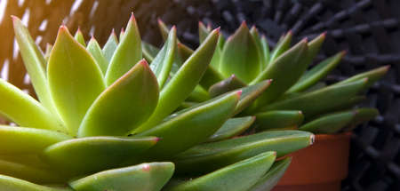 Beautiful green cactus with succulent spiky leaves named "Stone rose" growing in a potの写真素材