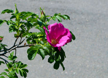 Succulent growing branch of rose hip with single pink flower against asphaltの写真素材