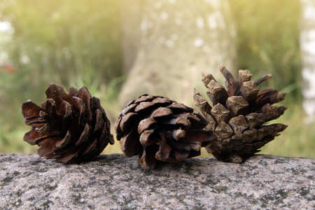 Three fallen opened ripe pine cones lying on the granite boulder against blurred backgroundの写真素材