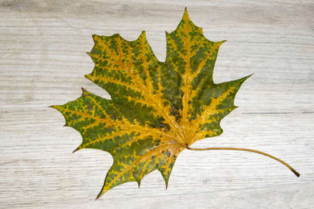 Beautiful green and yellow dry maple leaf textured with a lot of streaks lying on a light wooden boardの写真素材