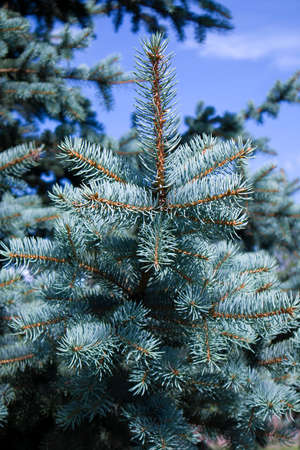 Fluffy growing blue fir with succulent branches against blue skyの写真素材