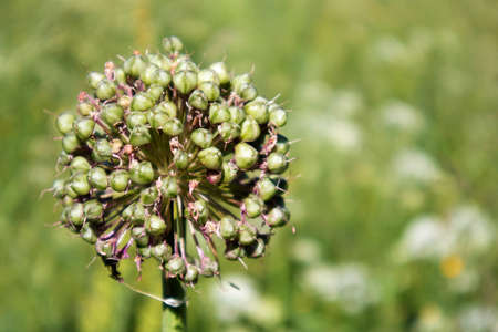 Beautiful round seed head of decorative onion, common perennial meadow plantの写真素材