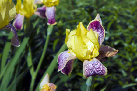 Beautiful growing iris flower with yellow and violet motley petals closeupの写真素材