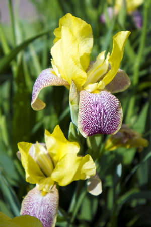 Beautiful growing iris flower with yellow and violet motley petals closeupの写真素材