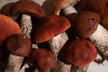 A pile of noble forest mushrooms boletus and red cap boletus, top view