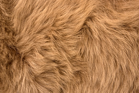 Natural fur of red polar foxの写真素材