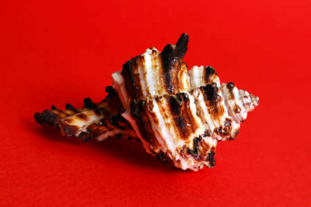 Beautiful sea shell with thorns close up against bright red backgroundの写真素材