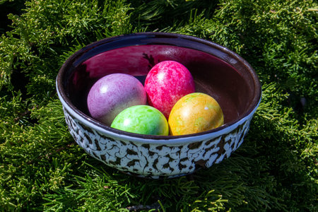 Four multicolored bright easter eggs in ceramic bowl staying on live thuja branchの写真素材