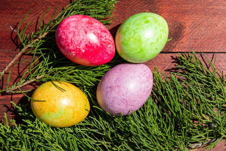Four multicolored bright easter eggs and thuja branch lying on red wood surface