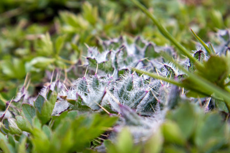 Leaves of young thorny steppe plant Cirsium arvense or thistle close up, a kind of weedの写真素材