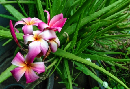 beautiful flowersの写真素材