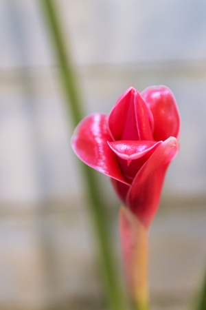 Torch Ginger in my yard.の素材