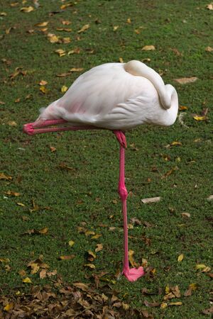 One leg standing flamingo in zoo does cleaning and groomingの写真素材