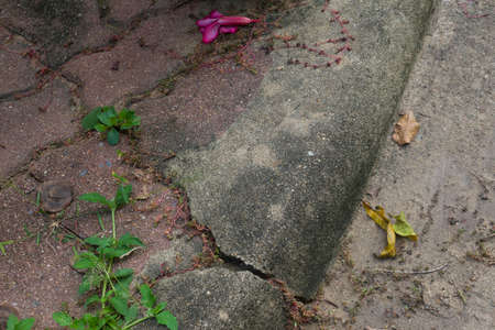 Cracking pedestrian with plant, leaf and flowerの写真素材