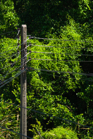Utility pole with nature backgroundの写真素材