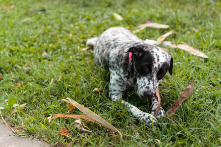 Laying Dalmatian chews a large leaf on green grassの写真素材