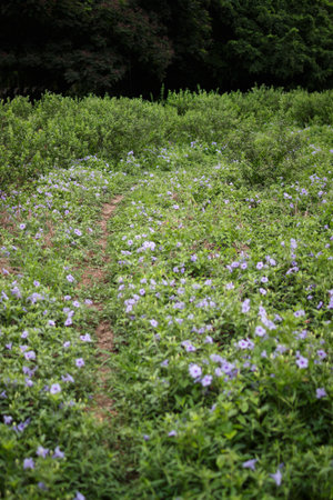 A vertical shot of small, narrow, natural trail in a grass and Ruellia Tuberosa field. Natural, relax, nature conceptsの写真素材