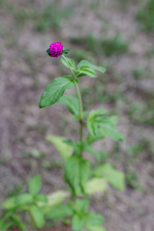Vertical single Red Clover with shallow depth of field on natural light. nature, flower conceptsの写真素材