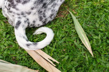 Dalmatian dog curved tail with green grass and leaves. dog, animal conceptsの写真素材