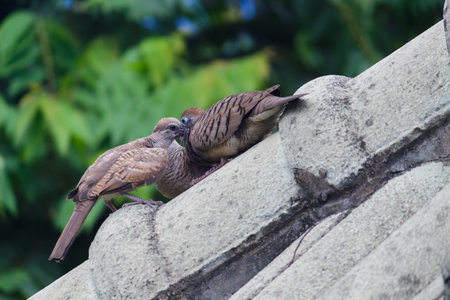 A Zebra Dove uses beaks to provide food for other doves. Animal, family, and bird habit conceptsの写真素材