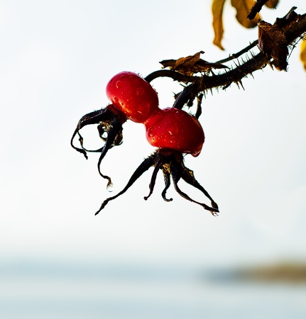 rosehip berries by the river in the rainの写真素材