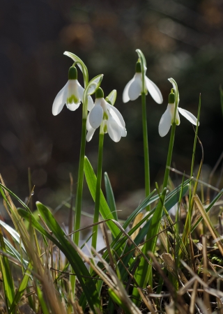 Spring snowdrop flower growing out of last yearの写真素材