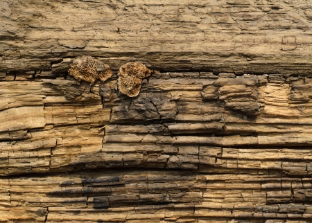 old wood backgroundの写真素材