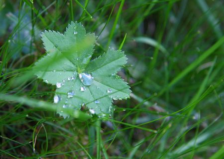 Morning dewの写真素材