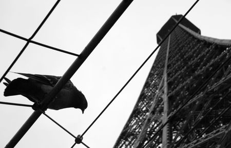 Eiffel and the Pigeonの写真素材