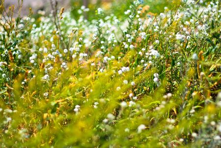 Summer meadowの写真素材