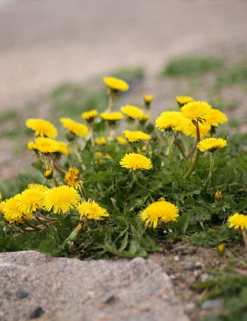 Street Dandelionsの写真素材