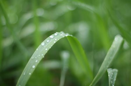 Water drops in summer grassの写真素材