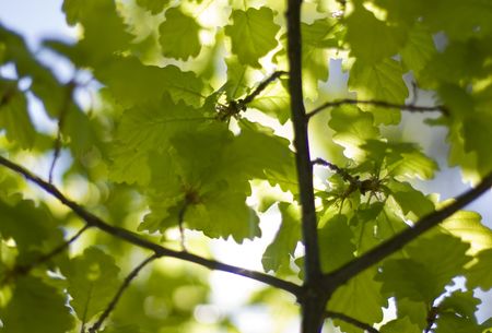 Sunshine through oak leavesの写真素材
