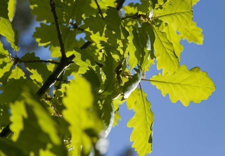 Oak leaves in summer sunshine