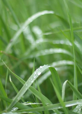 Water drops in summer grassの写真素材