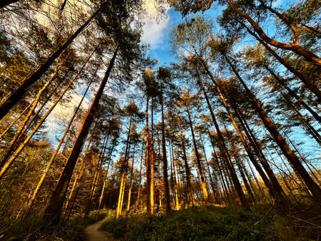 Pine tree forest at duskの写真素材