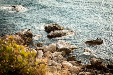 Birds on the rocks in the seaの写真素材