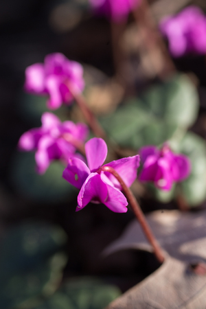 Beautiful small pink flowers of Cyclamen at last days of winterの写真素材