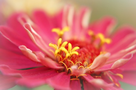 Summer bloomの写真素材