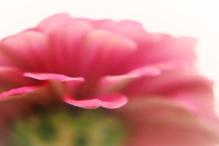 Treetop of bloomsの写真素材