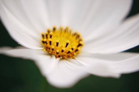 White beautyの写真素材