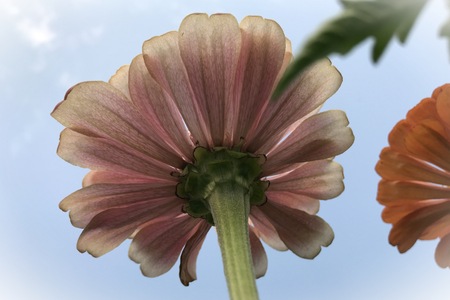 Looking up to beautyの写真素材