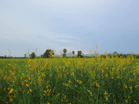 The farm of yellow flower,crotalaria juncea flowe flower plantの写真素材