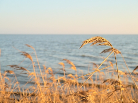 stem of cane on sea and cane backgroundの写真素材