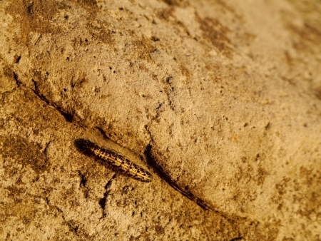 Caterpillar of the butterflyの写真素材