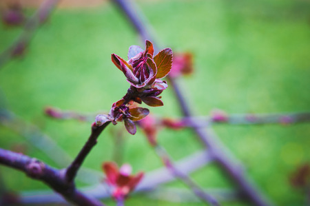 Compositiom of red spring buds on green backgroundの写真素材