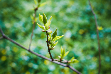 Green spring buds composition on colorful green background